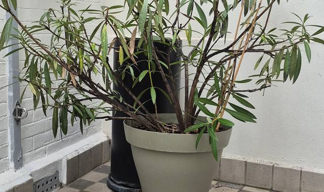 Jardinage laurier rose