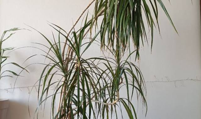 Jardinage Plante Dragonnier