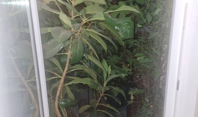 Jardinage de plantes