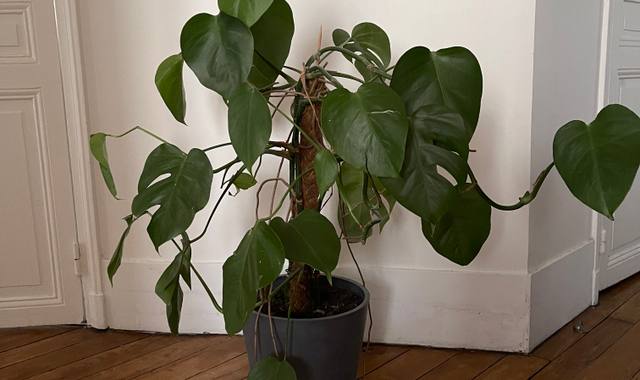 Jardinage plante Monstera