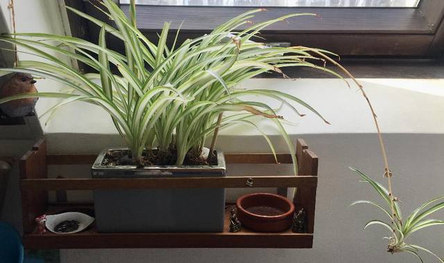 Jardinage "bouquet" de chlorophytum. environ 8 pieds + 1 bébé