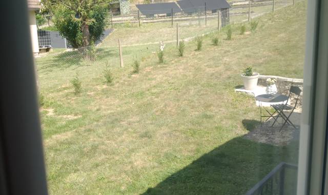 Jardinage cypres 50 cm