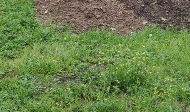 Jardinage terre végétale