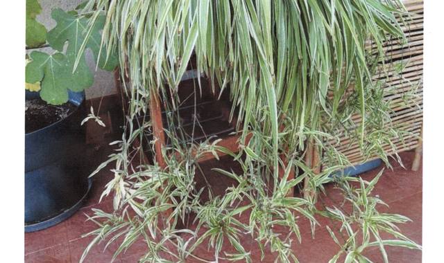 Jardinage plantes Chlorophytum