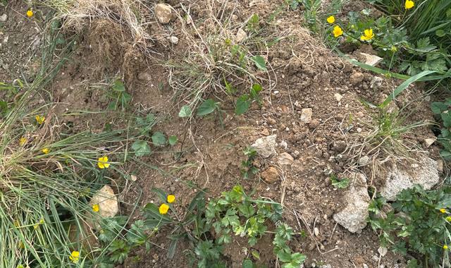 Jardinage de terre gratuite