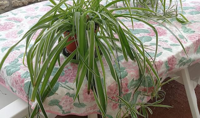 Jardinage 2 plantes vertes