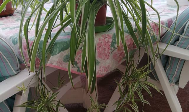 Jardinage chlorophytum