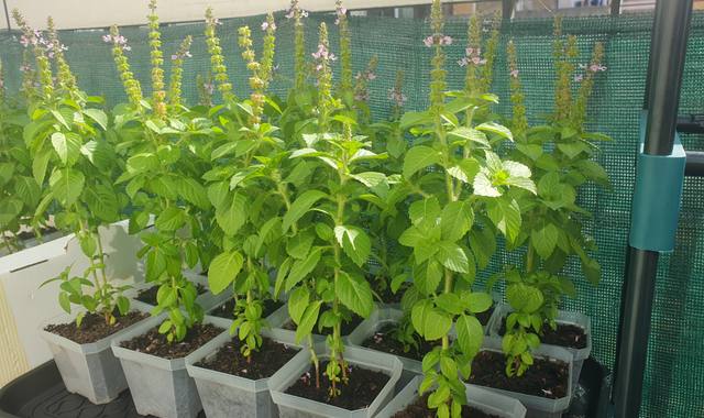 Jardinage basilic sacré, tulsi