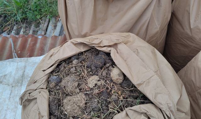 Jardinage crottin pour amendement