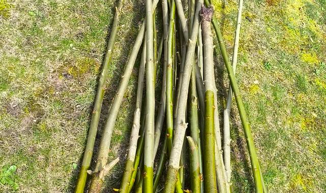 Jardinage 23 Perches de Saule