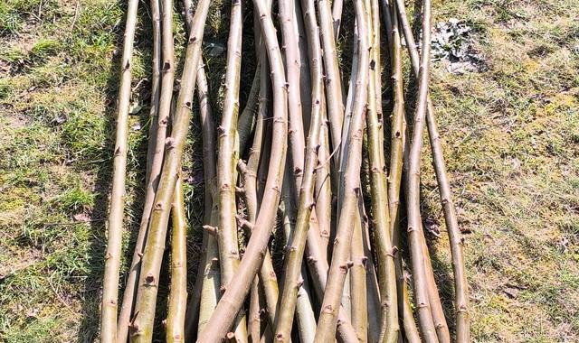 Jardinage perches de Saule