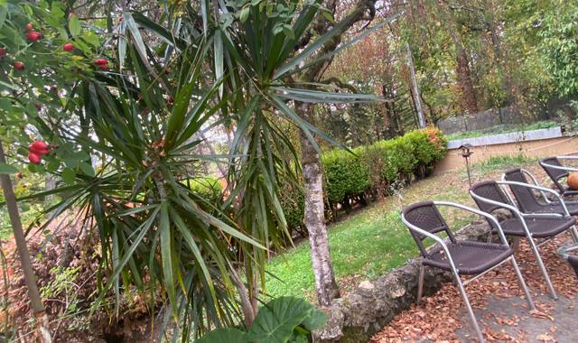 Jardinage plante d’intérieur 2 m