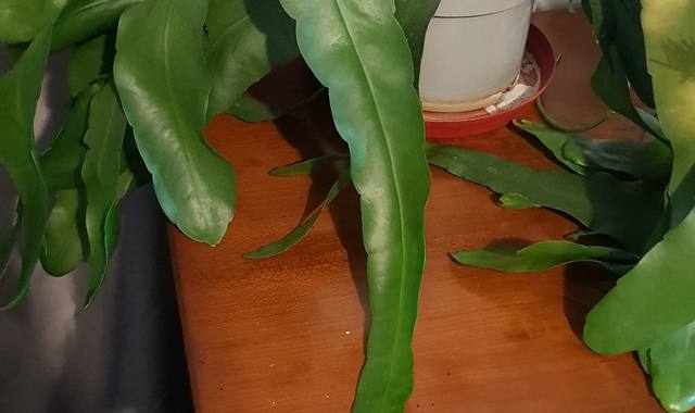 Jardinage plantes de maison