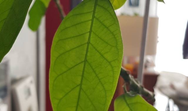 Jardinage plante de maison manguier