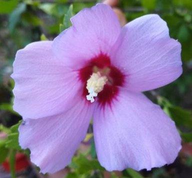 Jardinage althéas et autres plantes