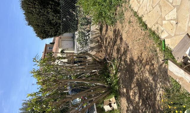 Jardinage laurier rose