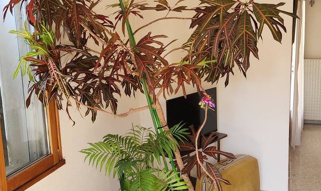 Jardinage cause déménagement, magnifique croton hauteur 2m70