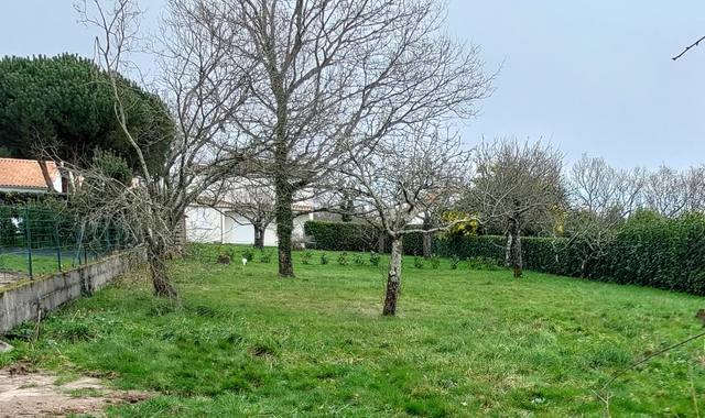 Jardinage arbres sur pieds dont 1 chene