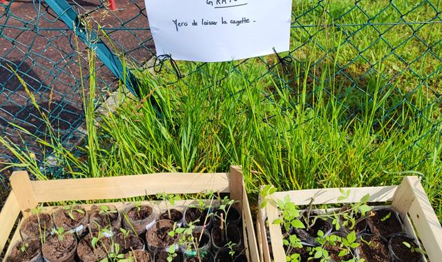 Jardinage jeunes plants de légumes