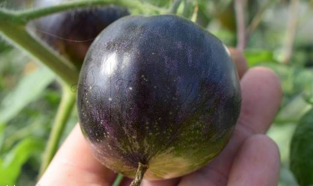 Jardinage donnons 10 sachets de graines potagères ou florales