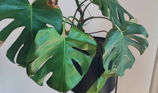 Jardinage plante Monstera