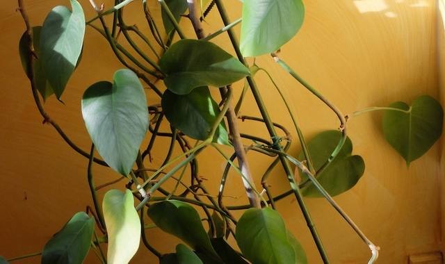 Jardinage plante d'appartement