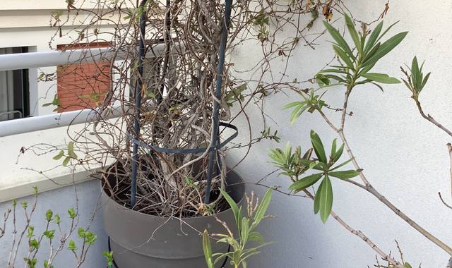 Jardinage glycine, Bambou et Chèvrefeuille