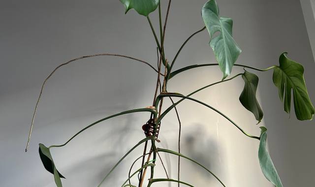 Jardinage plante avec pot