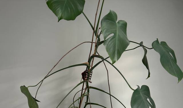 Jardinage plante avec pot