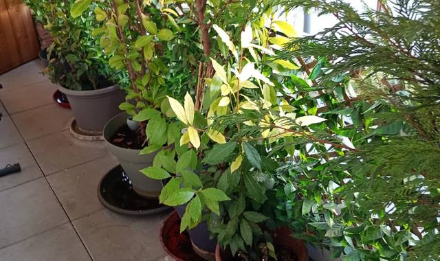 Jardinage des plantes de Jardin gratuitement