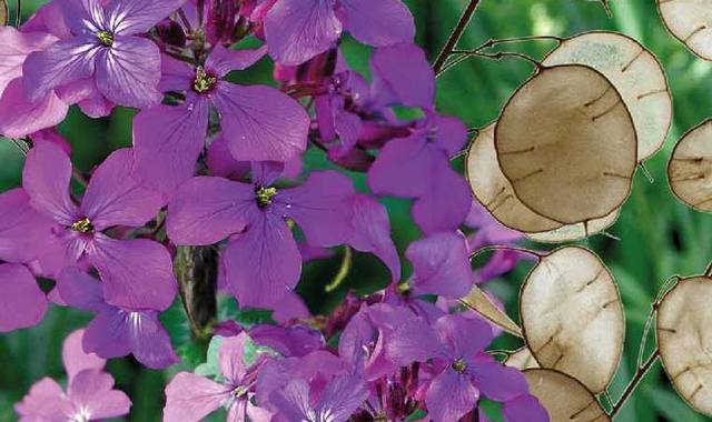 Jardinage graines de monnaie du pape mauves