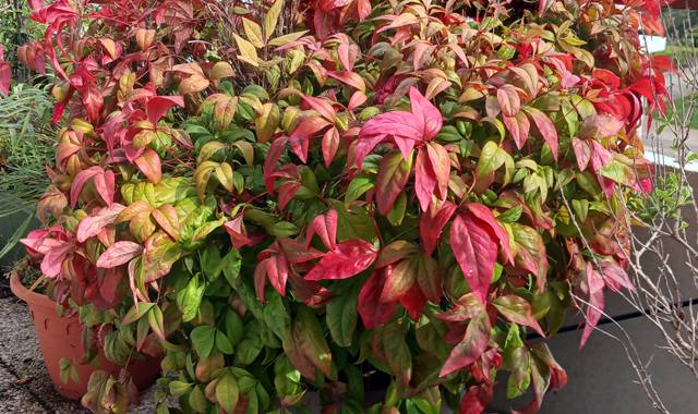 Jardinage plante verte extérieure