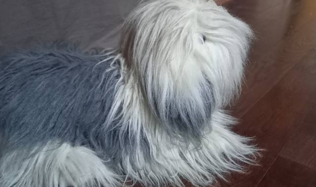 Jeux, Jouets peluche chien