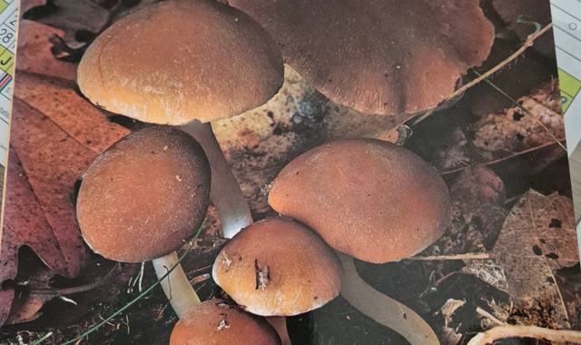 Livres-Revues les champignons