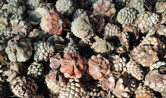 Outillage allume-feu naturel : Pommes de Pins