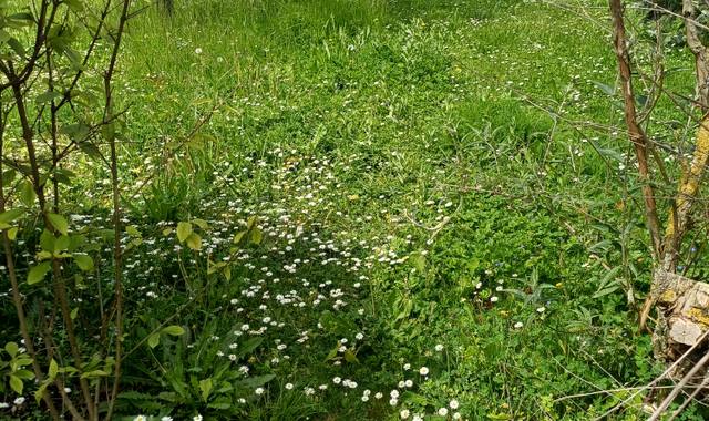 Terre et gravats terre végétale