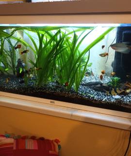 Accessoires pour animaux aquarium de 120 l