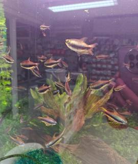 Accessoires pour animaux poissons tetras empereurs