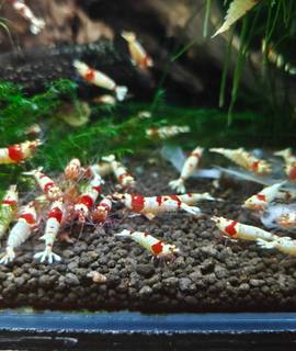 Accessoires pour animaux crevettes d'aquarium