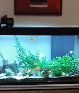 Accessoires pour animaux aquarium Equipé