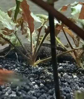 Accessoires pour animaux poisson ansistrus