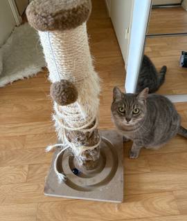 Accessoires pour animaux arbre à chat usager