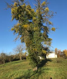 Divers gui et lierre