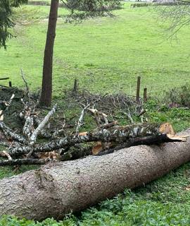 Divers grume de sapin
