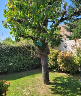 Divers 2 arbres/ bois sur pied a debiter sur place