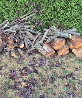 Divers je donne du bois de chauffage suite abattage d'un prunus