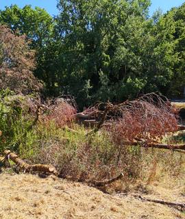 Divers bois de peuplier – lot complet uniquement