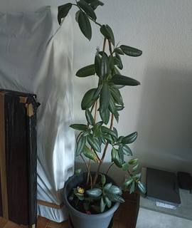 Jardinage plantes à donner