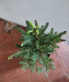Jardinage sapin à planter dans un jardin, pleine terre
