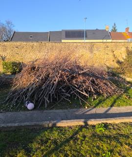 Jardinage branche noisetier prunier et laurier a venir récupérer sur place